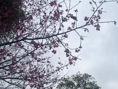 -广州市流溪河国家森林公园