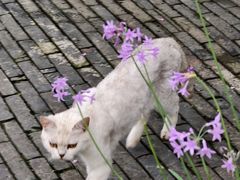 -合肥滨湖国家森林公园