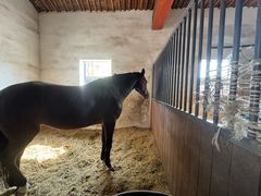 -北京群众马术培训基地