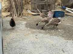 -烧鹅妹饭店
