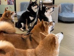 -逗柴咖啡屋·狗咖猫咖宠物桌游