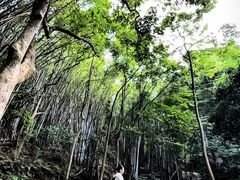 -黄埔油麻山森林公园