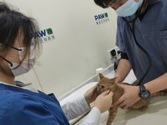 -佩兹宠物医院肿瘤专科·眼科·牙科(黄浦店)