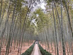 -大奇山国家森林公园