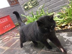 -炑羊香烤全羊(西三旗店)
