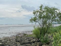-上海吴淞炮台湾国家湿地公园