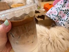 -楼上猫咖(罗湖店)