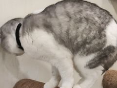 -共舞时光猫咖·狗咖(新街口店)