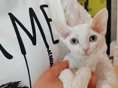 -十年猫舍·猫咪专门店(普陀店)