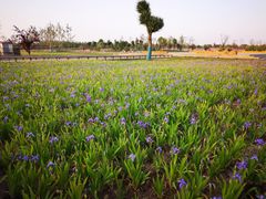 -汉长安城未央宫国家考古遗址公园