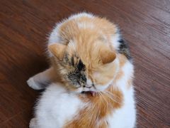 -猫岛主趣味餐厅(鼓浪屿店)