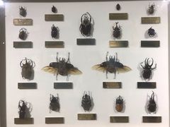 -上海昆虫博物馆