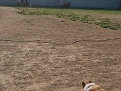 -趣玩宠物乐园寄养训犬训狗游泳池