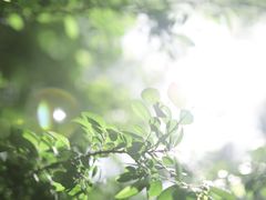 -武汉紫薇都市田园