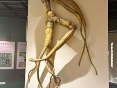 -广东中医药博物馆