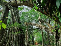 -瑞丽独树成林风景区