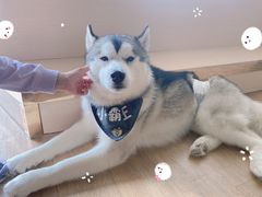 -Husky Go! 哈士奇体验馆·宠物咖啡厅狗咖