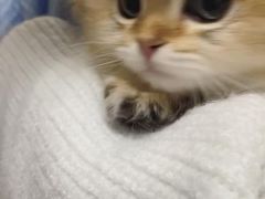 -欣宠猫屋·矮脚拿破仑·蓝金金渐层