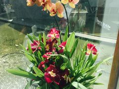 -蔓兰家的四季S0餐厅·融合菜(当代MOMA店)