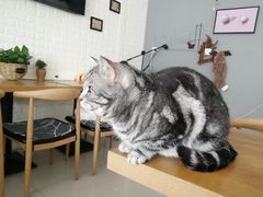 -平行世界·猫咖(首经贸店)