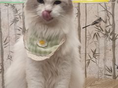 -楼上猫咖(罗湖店)