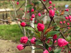 -上海长兴岛郊野公园