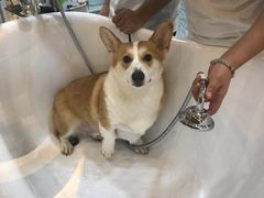 -momokira米努特·德文卷毛猫·棉花面纱犬