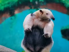 -上海野生动物园
