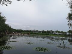 -绿堤公园