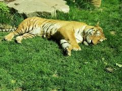 -北京野生动物园