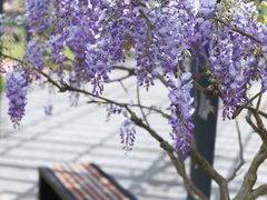 -上海辰山植物园