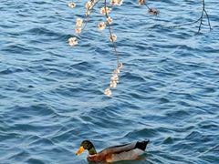 -京城小江南·北京烤鸭·江南土菜·白鱼(中关村店)