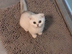 -喵zoo家庭繁育猫舍(尖东智能花园店)
