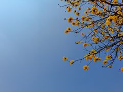 -东莞植物园