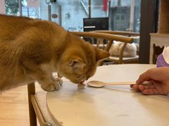 -猫咪派对(江南西店)