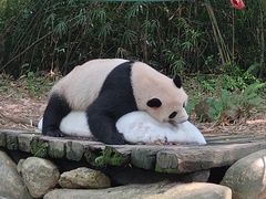 -广州长隆野生动物世界