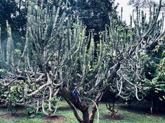 -中国科学院西双版纳热带植物园