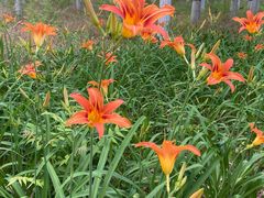 -大兴滨河森林公园