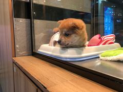 -宠物世家(仲盛世界商城店)