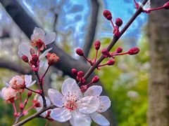 -新虹桥中心花园