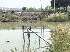 -海鸥岛河景湖大排档