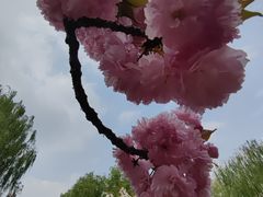 -莲花池公园