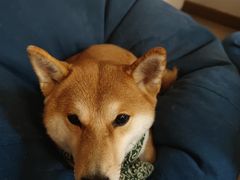 -柴迷FANS CLUB·柴犬狗咖·猫咖