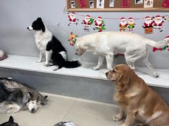 -汪说·狗咖(旺城大厦店)