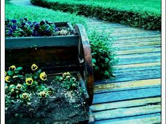 android_upload_pic-沈阳植物园