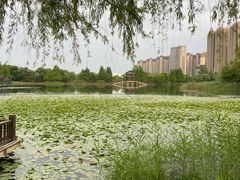 -洋湖国家湿地公园