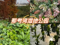 -那考河湿地公园