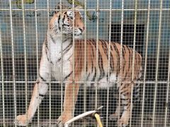 -大连森林动物园