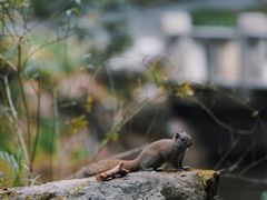 -杭州植物园