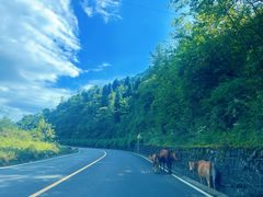 -武陵山森林公园